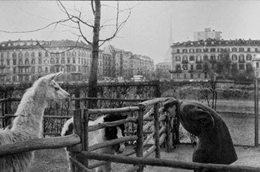 Una foto del vecchio zoo in cui si vede lo squallore in cui erano costretti gli animali esotici, in pieno traffico cittadino 