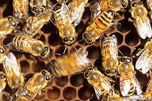 L’Omeopatia per salvare le api