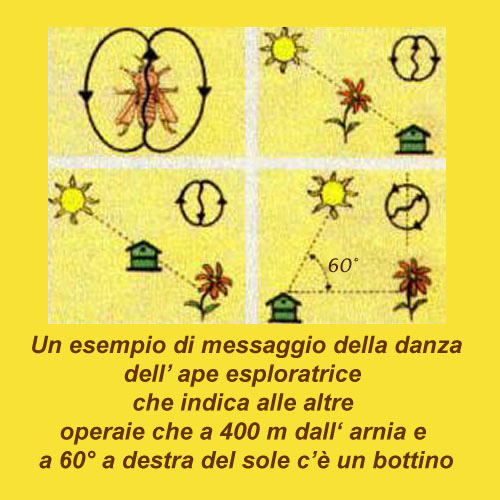 L’Omeopatia per salvare le api