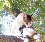 Un gatto della colonia felina di Su Pallosu