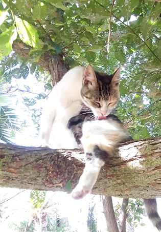 Un gatto della colonia felina di Su Pallosu