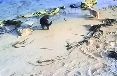 I gatti di Su Pallosu in spiaggia