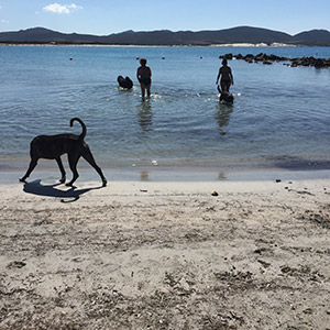 I cani e i loro amici umani si dovertono insieme al mare