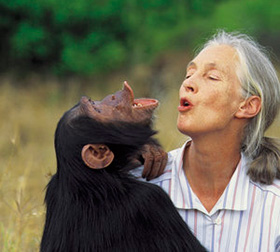 Jane Goodall, etologa, primatologa e scienziata, ha dedicato la sua vita allo studio e alla protezione delle grandi scimmie