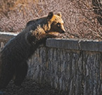 Quando un animale è più umano dell'uomo