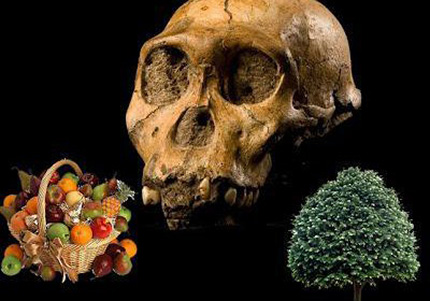 Contrariamente a quanto racconta la cultura del Patriarcato la paleontologia moderna dimostra che i primi ominidi erano vegetariani