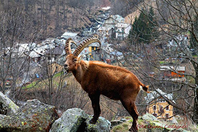 Vecchio maschio di stambecco a Balme - Foto G. Castagneri