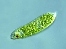 Un esempio di creatura unicellulare che vive nelle acque del pianeta, ponte tra vita animale e vita vegetale. I mammiferi e l'umanità potrebbero aver avuto origine proprio dalle piante