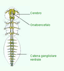  Il sistema nervoso delle piante, così come per gli insetti, non è come quello dell'uomo, bensì si rivela comunque attivo manifestando la loro intelligenza