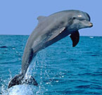 Il delfino tursiope