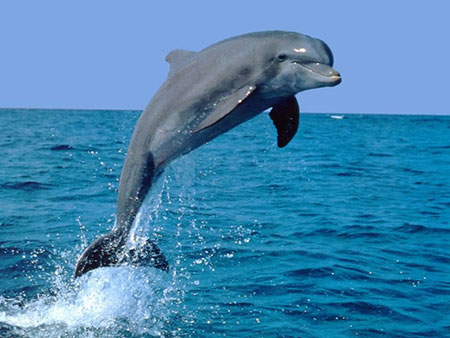 Il delfino tursiope