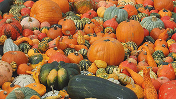 Cucurbita pepo e cucurbita maxima 