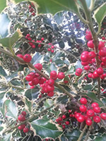 Ilex aquifolium