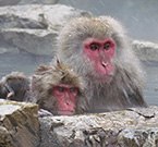 Le macache faccia rossa negli onsen, le stazioni termali giapponesi, nel parco montano di Jigokudani 