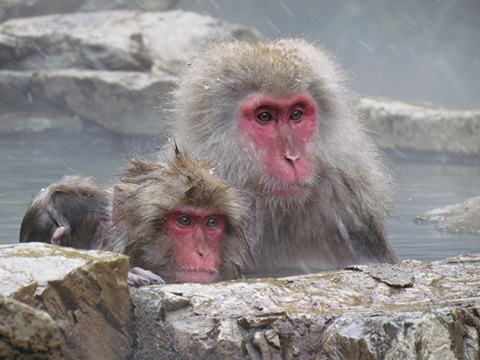 The red-faced macaques in the onsen of Jigokudani Park