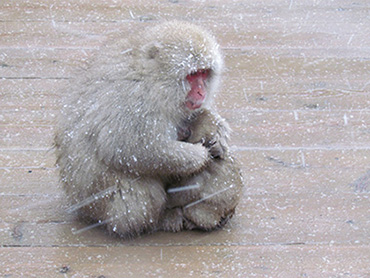 Mothers hold embraced their children to mend them from the icy wind and from the snow 