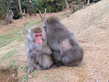 I macachi di Iwatayama Park sembrano stressati dalla presenza dei visitatori