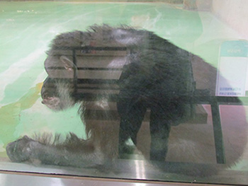 Japan Monkey Centre, uno scimpanzé spelacchiato ed accartocciato su se stesso in un angolo 