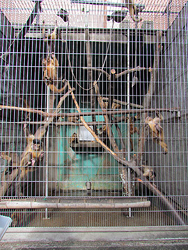 Japan Monkey Centre, parecchie scimmie tutte insieme in gabbie piccolissime, vecchie e maleodoranti