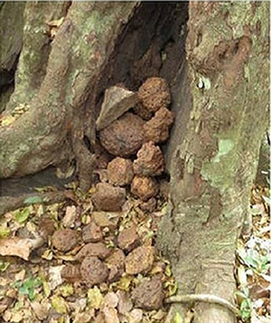 L'intérieur du tronc creux de l'un des arbres de la zone sacrée rempli de pierres. Après une brève évaluation les pierres se révèlent être des météorites de fer choisies sans aucun doute  intentionnellement