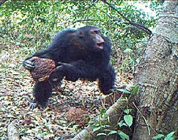 Uno scimpanzè mentre esegue una sorta di litania nel depositare la sua pietra dentro al tronco cavo dell'albero 