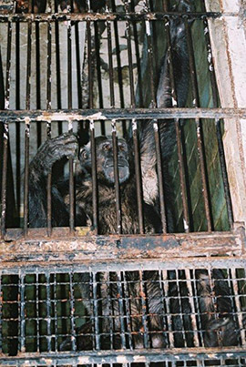 Scimpanzé sequestrato da un circo a Livorno a fine anni '90 