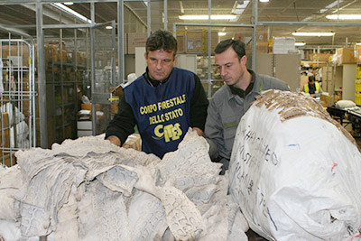 Marco Fiori coordina il sequestro di 2.500 pelli dal Sudan, metà di varano del Nilo e metà di pitone delle rocce africane. Foto di repertorio dai controlli del Corpo Forestale dello Stato oggi confluito nel CUTFAA -Comando Unità Tutela Forestale Ambientale ed Agroalimentare dei Carabinieri 