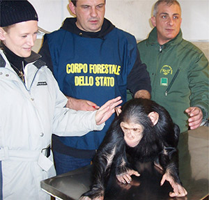Uno scimpanzé sequestrato in una operazione coordinata da Marco Fiori (al centro) e affidato al Parco Natura Viva di Bussolengo (Verona). Foto di repertorio dai controlli del CFS, dal 1° gennaio 2017 assorbito dall’Arma dei Carabinieri 