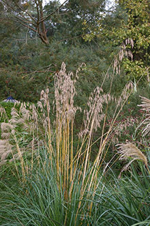 Arundo mauritanica