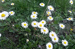 Bellis Perennis