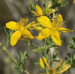 Hypericum perforatum