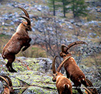  Gli stambecchi di Balme – Foto G. Castagneri 