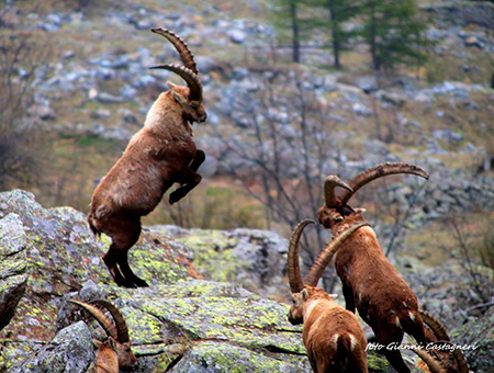  Gli stambecchi di Balme – Foto G. Castagneri 