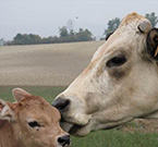  Le mucche “da latte” dall’età di circa due anni trascorrono in gravidanza nove mesi ogni anno. Poco dopo la nascita, i vitelli sono strappati alle madri. La mucca verrà quindi munta per mesi, durante i quali sarà costretta a produrre una quantità di latte pari a 10 volte l’ammontare di quello che sarebbe stato necessario in natura per nutrire il vitello 