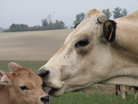  Le mucche “da latte” dall’età di circa due anni trascorrono in gravidanza nove mesi ogni anno. Poco dopo la nascita, i vitelli sono strappati alle madri. La mucca verrà quindi munta per mesi, durante i quali sarà costretta a produrre una quantità di latte pari a 10 volte l’ammontare di quello che sarebbe stato necessario in natura per nutrire il vitello 