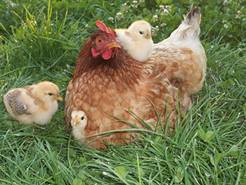 Per la produzione di uova, le galline sono costrette a vivere (fino a gruppi di quattro) in gabbie delle dimensioni di un foglio A3. Le loro ali si atrofizzano a causa dell’immobilità forzata; crescendo a contatto della griglia di ferro della pavimentazione, le loro zampe crescono deformi 