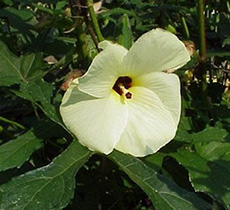 Hibiscus Abelmoschus