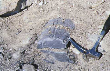 Un tronco fossile di Glossopteris rinvenuto sul continente antartico. I ricercatori hanno potuto osservare gruppi di tronchi pietrificati, che potevano arrivare a circa 25 metri di altezza, che milioni di anni fa ricoprivano gran parte dell'Antartide. Un vero Eden
