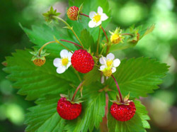 Fragaria vesca