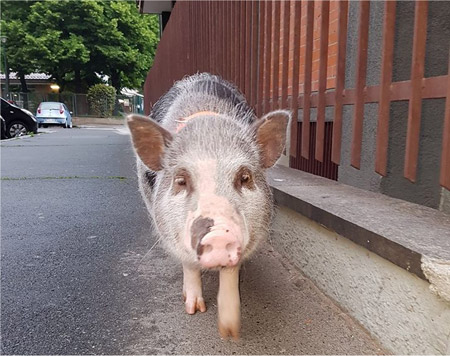 Un maiale in giro per Torino