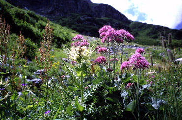 Adenostyles leucophylla nell'inverso del Gias Nuovo 