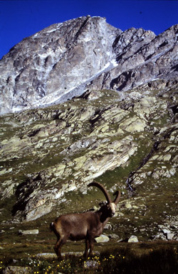 Stambecco a Pian di' Giavanot 