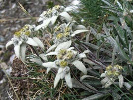 Leontopodium alpinum