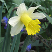 Narcissus pseudonarcissus