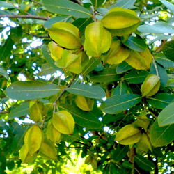 Terminalia arjuna