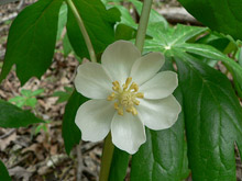 Podophyllum 