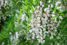 Robinia pseudoacacia