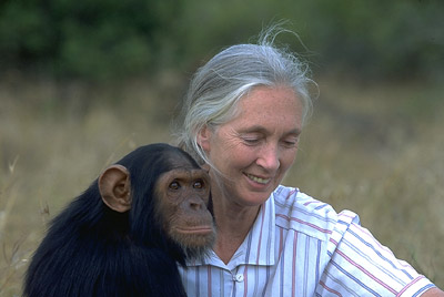 Jane Goodall, l’antropologa inglese che ha dedicato la sua vita a salvare gli scimpanzé