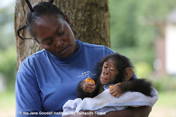 Kabi è un piccolo scimpanzé salvato dal commercio illegale e dai bracconieri, ora ospite in uno dei Santuari del Jane Goodall Institute
