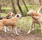 Si instaurano particolari connessioni tra cani che, liberi di farlo, si scelgono tra loro. Inoltre coloro che hanno sofferto situazioni psichiche dolorose, recuperando il loro benessere, aderiscono poi volentieri ad un progetto di aiuto che coinvolga anche esseri umani, come se la solidarietà nascesse anche dalla condivisione di stati d’animo